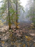 в Руднянском районе произошел серьезный лесной пожар - фото - 3