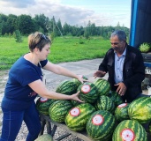 о правилах дорожного движения жителям Починковского района напоминают наклейки на арбузах - фото - 7