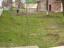 18 апреля в п. Хиславичи прошла весенняя посадка деревьев - фото - 6