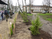 продолжаются работы по весенней высадке деревьев в п. Хиславичи - фото - 39