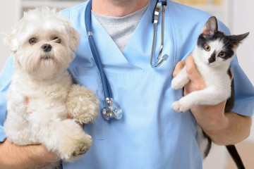 внимание! Будет проведена вынужденная вакцинация против бешенства домашних животных - фото - 1