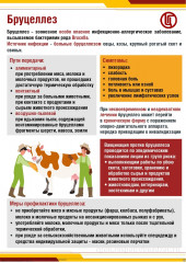 роспотребнадзор напоминает: профилактика бруцеллеза - фото - 1