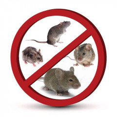 борьба с грызунами в весенний период - фото - 1