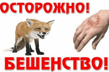 выявлен случай заболевания бешенством в д. Петрополье - фото - 1